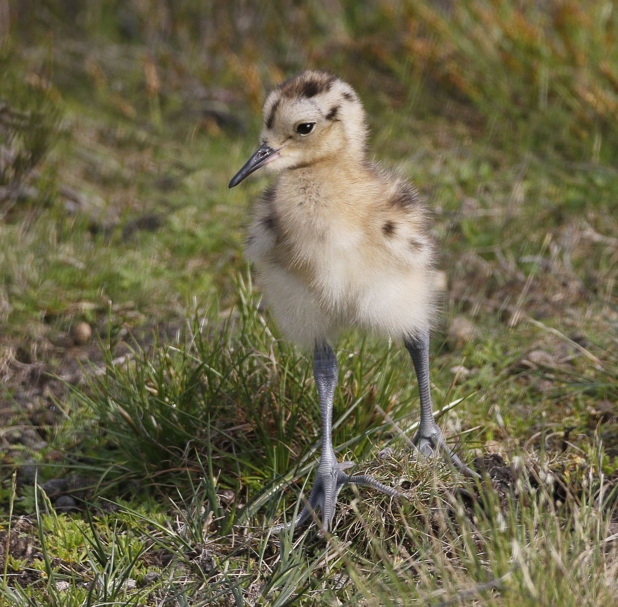 Darley Beck Curlew Project